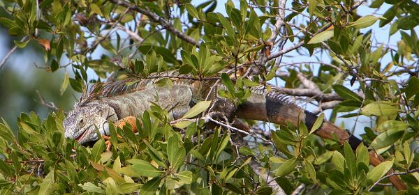 Key Deer Blvd, Big Pine, Florida, United States