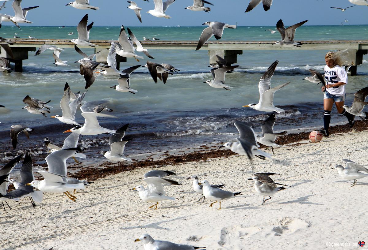 Clarence S. Higgs Memorial Beach