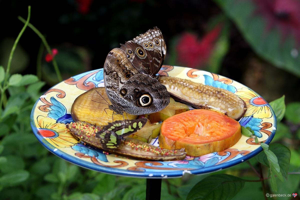Key West Butterfly and Nature Conservatory