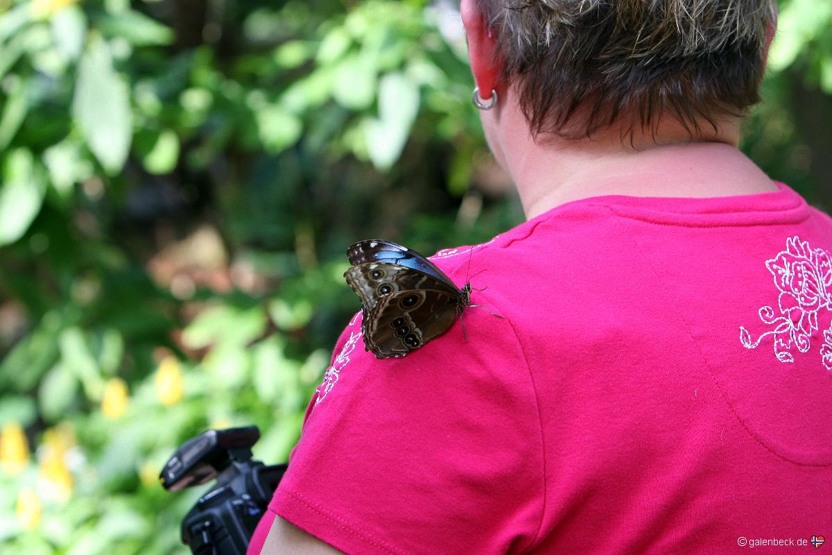 Key West Butterfly and Nature Conservatory