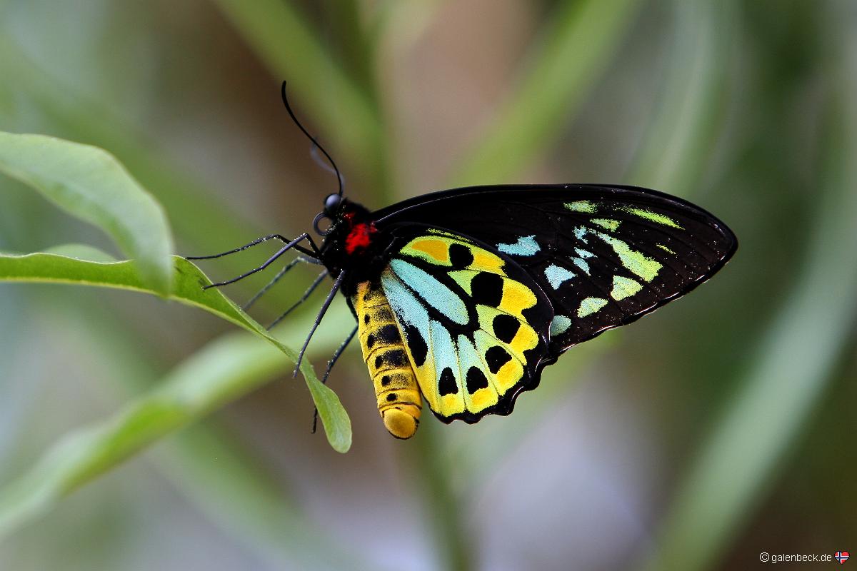 Key West Butterfly and Nature Conservatory