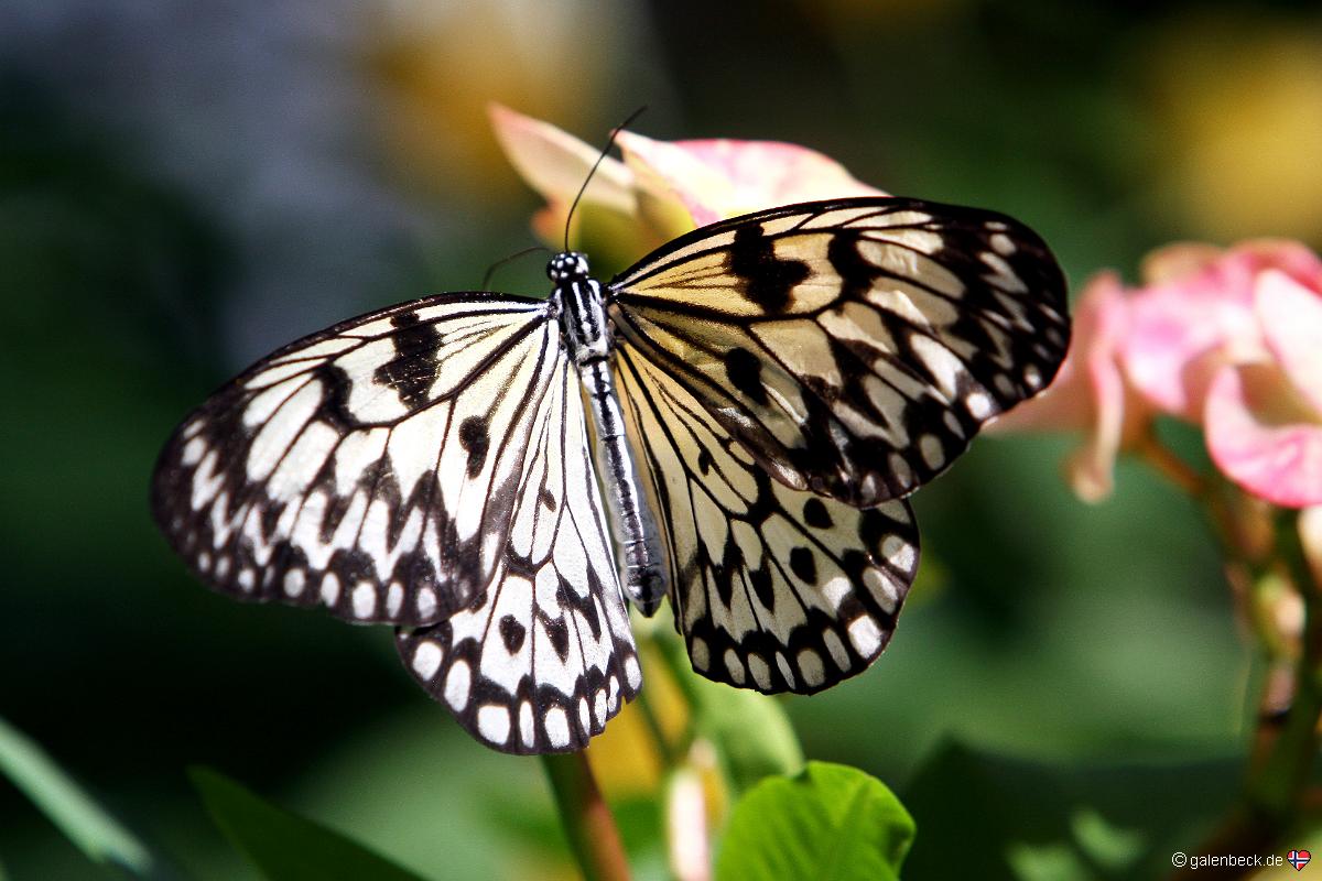 Key West Butterfly and Nature Conservatory