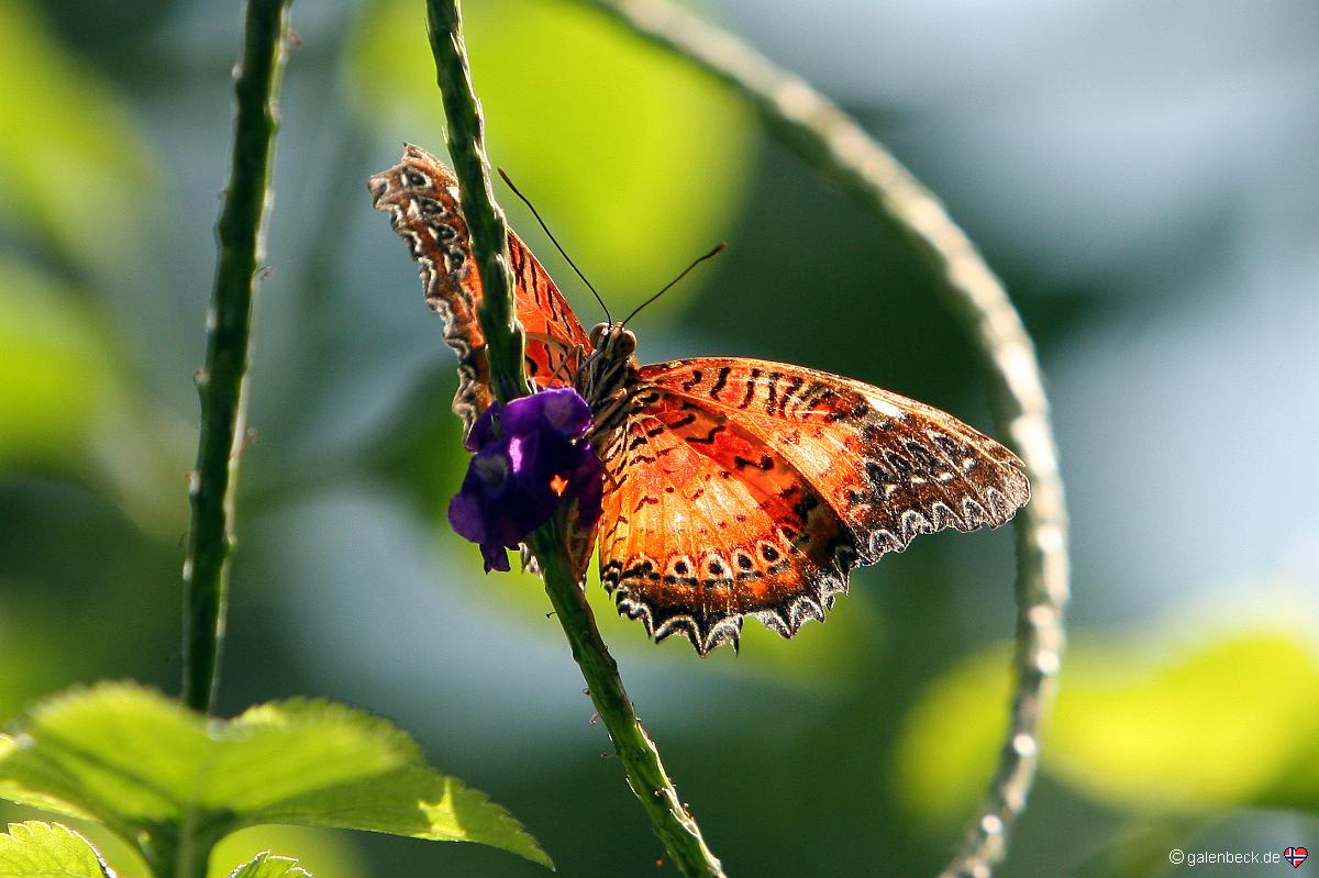 Key West Butterfly and Nature Conservatory