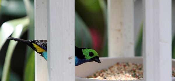 Duval St, Key West, Florida, United States