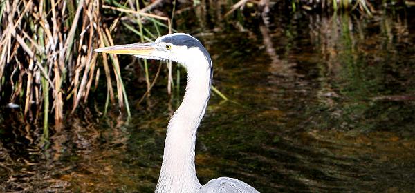 Shark Valley Loop Rd, Fortymile Bend, Florida, United States