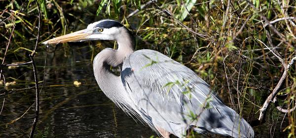 Shark Valley Loop Rd, Fortymile Bend, Florida, United States