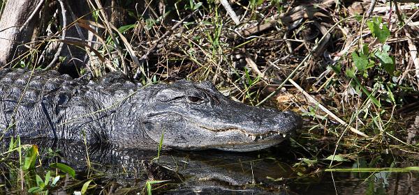 Shark Valley Loop Rd, Fortymile Bend, Florida, United States