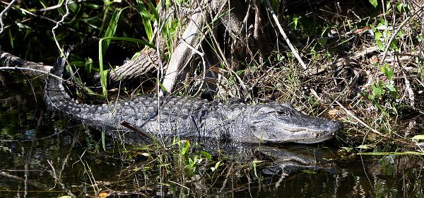 Shark Valley Loop Rd, Fortymile Bend, Florida, United States