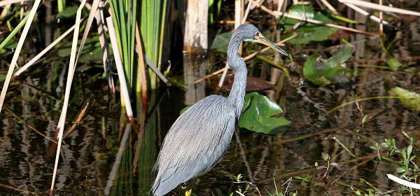 Shark Valley Loop Rd, Fortymile Bend, Florida, United States
