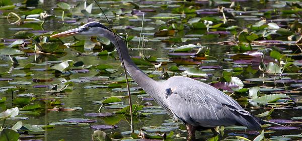 Shark Valley Loop Rd, Pops Hammock Seminole Village, Florida, United States