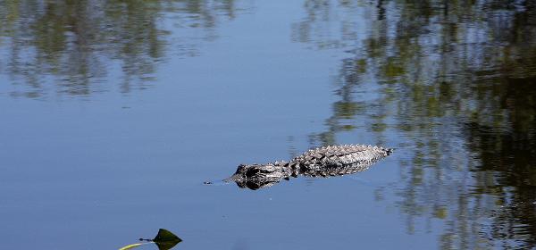 Shark Valley Loop Rd, Pops Hammock Seminole Village, Florida, United States