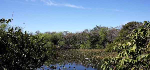 Shark Valley Loop Rd, Pops Hammock Seminole Village, Florida, United States