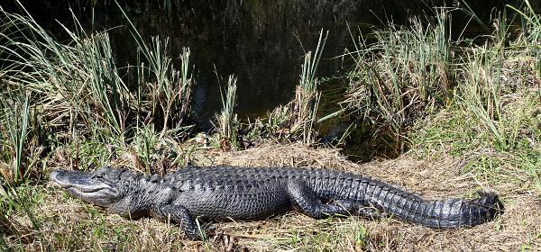 Shark Valley Loop Rd, Fortymile Bend, Florida, United States