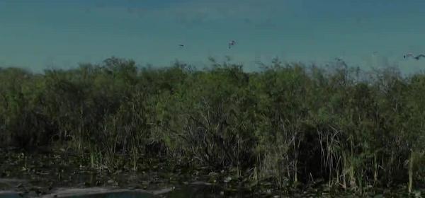 everglades national park shark valley