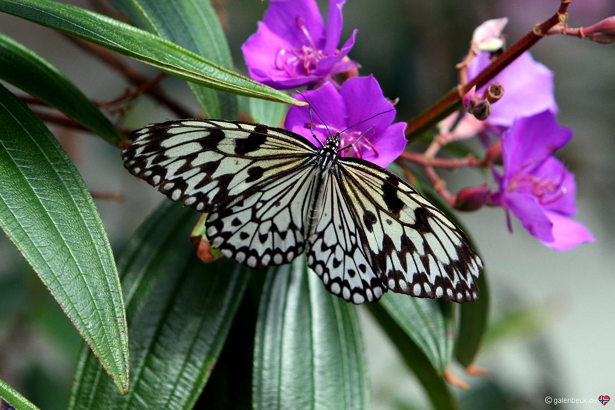 Butterfly World