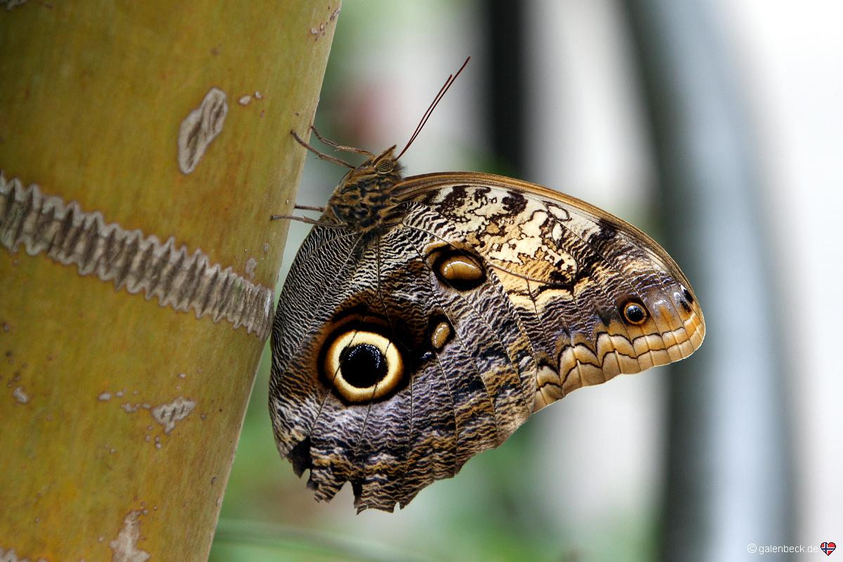 Butterfly World