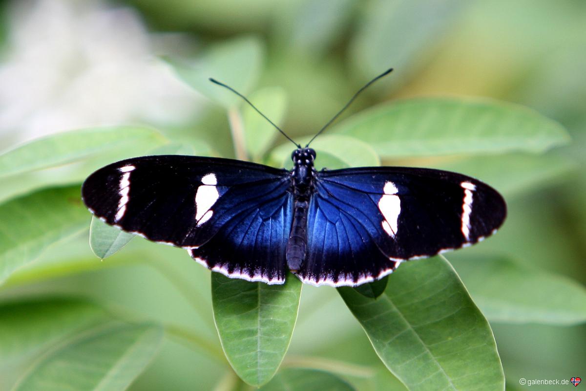 Butterfly World