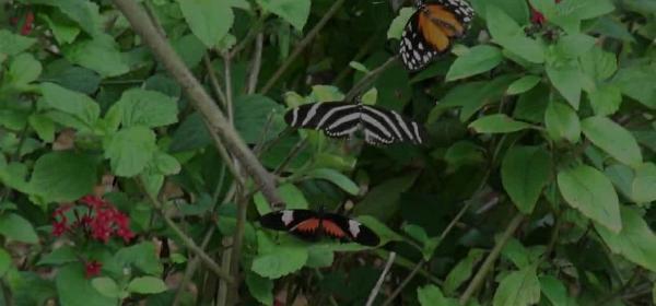 butterfly world