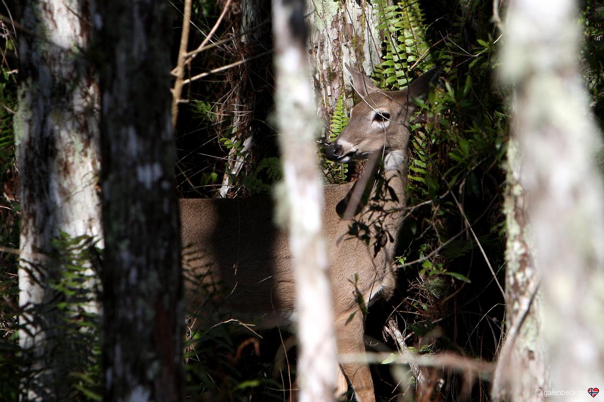 Corkscrew Swamp Sanctuary