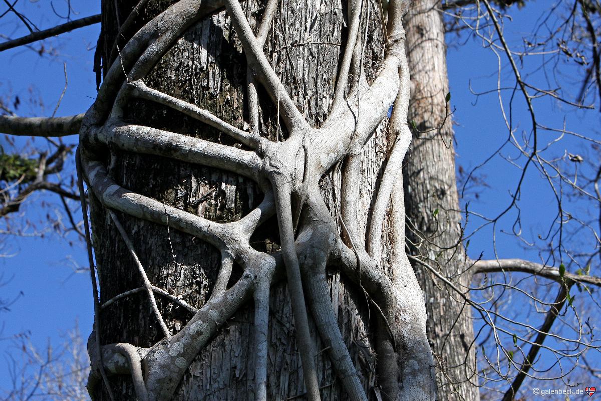 Corkscrew Swamp Sanctuary