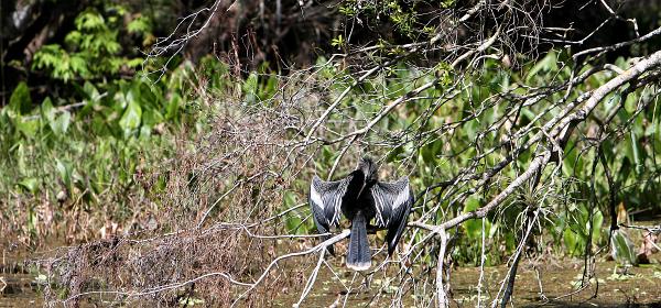 Bonita Springs, Florida, United States