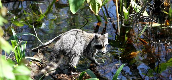 Bonita Springs, Florida, United States