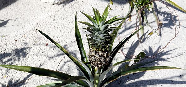 Palmetto Ct, Naples, Florida, United States