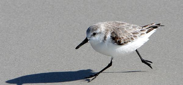 Bluebill Ave, Gulf Harbor, Florida, United States