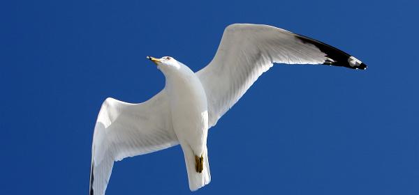 Bluebill Ave, Gulf Harbor, Florida, United States