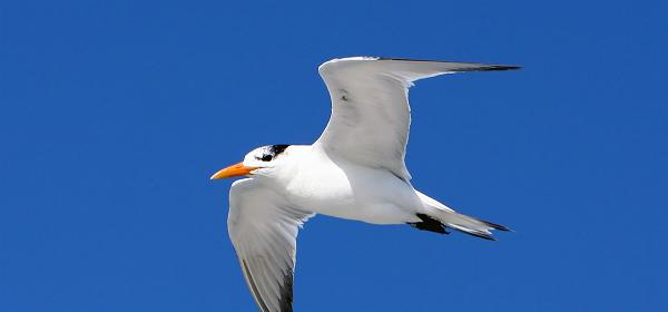 Bluebill Ave, Gulf Harbor, Florida, United States