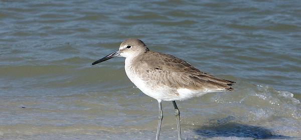 Bluebill Ave, Gulf Harbor, Florida, United States