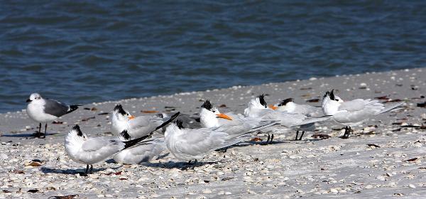 Bluebill Ave, Gulf Harbor, Florida, United States
