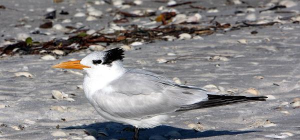 Bluebill Ave, Gulf Harbor, Florida, United States