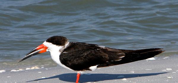 Bluebill Ave, Gulf Harbor, Florida, United States