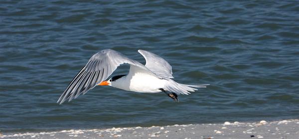 Bluebill Ave, Gulf Harbor, Florida, United States