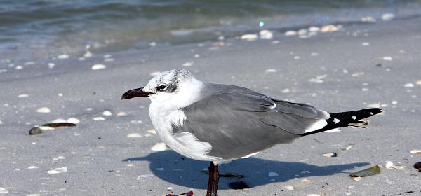 Bluebill Ave, Gulf Harbor, Florida, United States