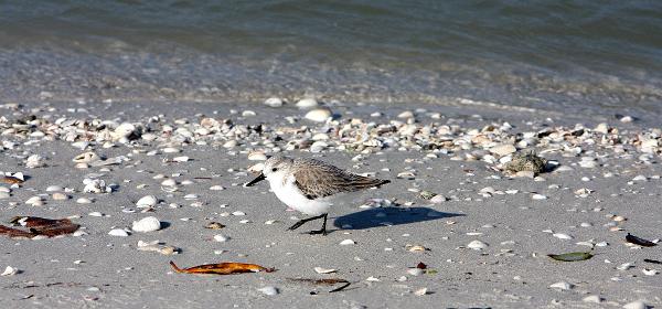 Bluebill Ave, Gulf Harbor, Florida, United States
