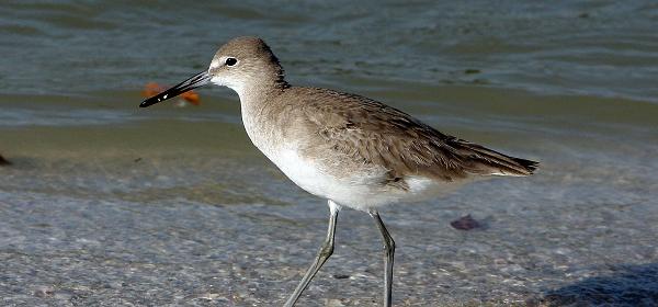Bluebill Ave, Gulf Harbor, Florida, United States