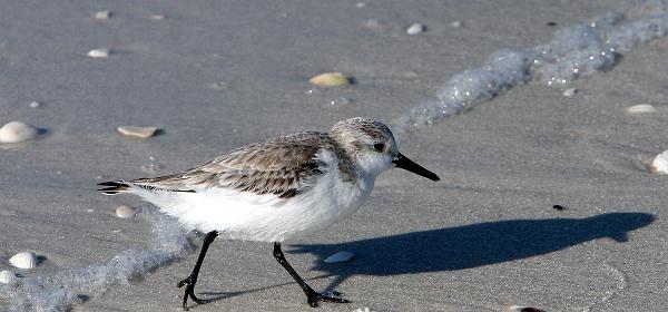 Bluebill Ave, Gulf Harbor, Florida, United States