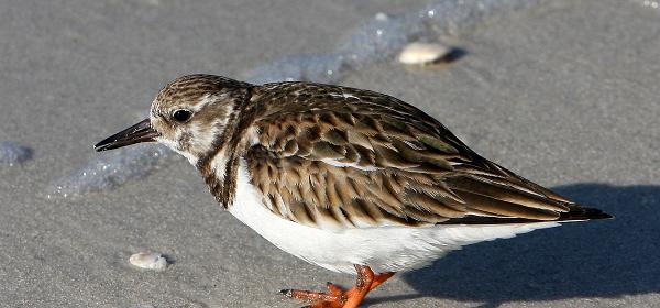 Bluebill Ave, Gulf Harbor, Florida, United States
