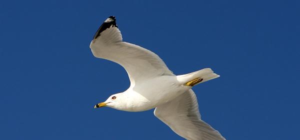 Bluebill Ave, Gulf Harbor, Florida, United States