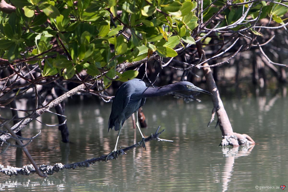 Barefoot Beach Preserve