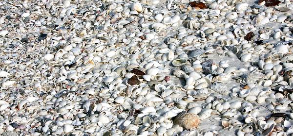 Barefoot Beach Blvd, Bonita Springs, Florida, United States