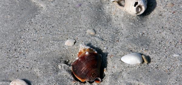 Barefoot Beach Blvd, Bonita Springs, Florida, United States