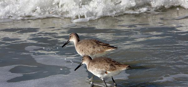 Barefoot Beach Blvd, Bonita Springs, Florida, United States