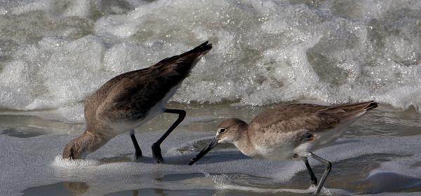 Barefoot Beach Blvd, Bonita Springs, Florida, United States
