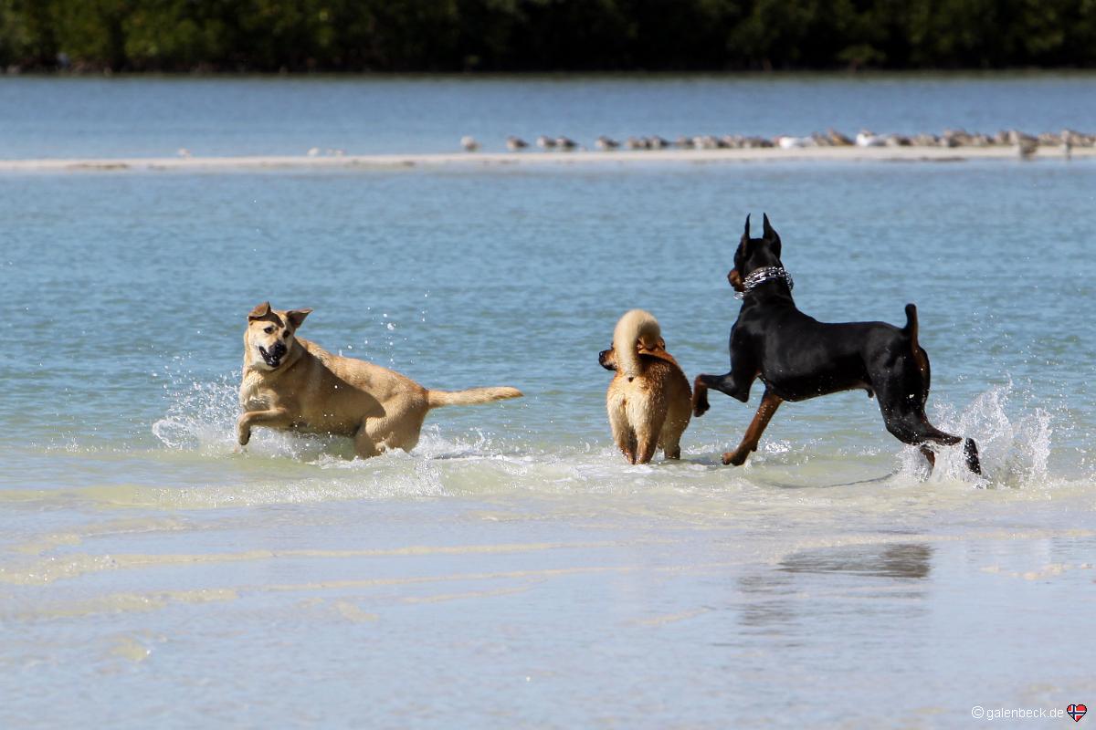 Lovers Key State Park Dog Beach