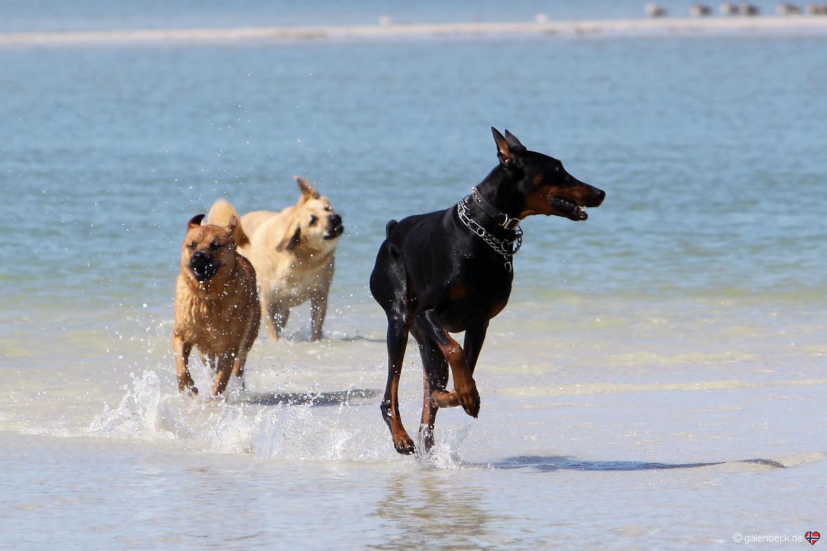 Lovers Key State Park Dog Beach