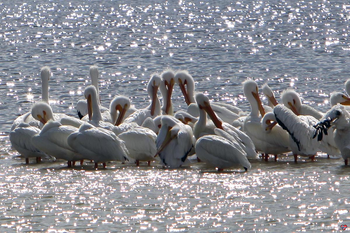 J.N. Ding Darling National Wildlife Refuge