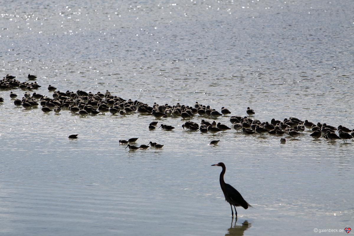 J.N. Ding Darling National Wildlife Refuge